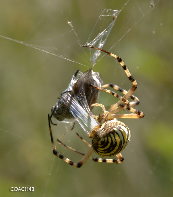 Il pasto dell''Argiope