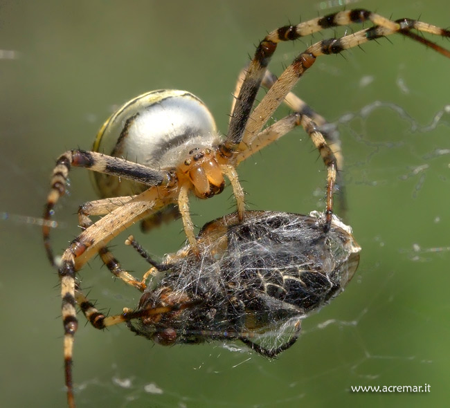 Il pasto dell''Argiope