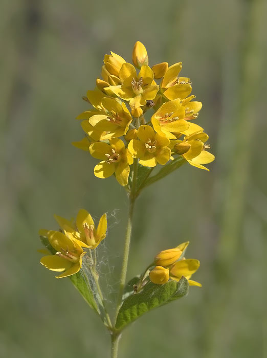 Fiori Alpe di Siusi