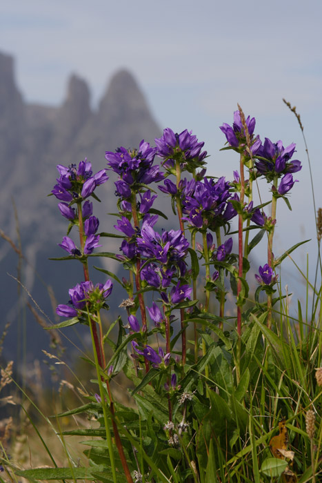 Fiori Alpe di Siusi