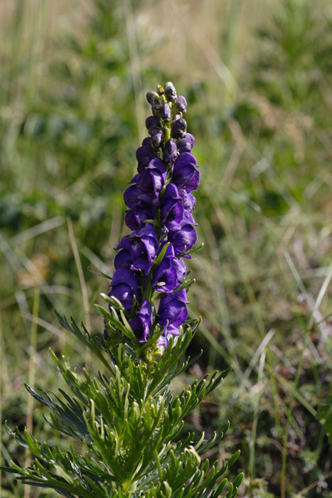 Altri fiori da identificare