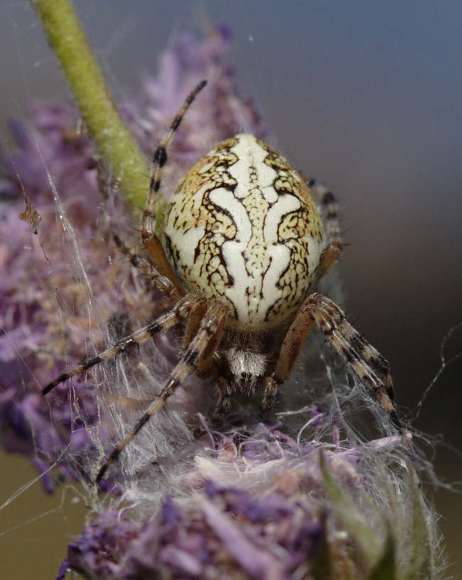 Aculepeira ceropegia