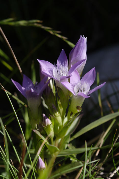 Altri fiori da identificare