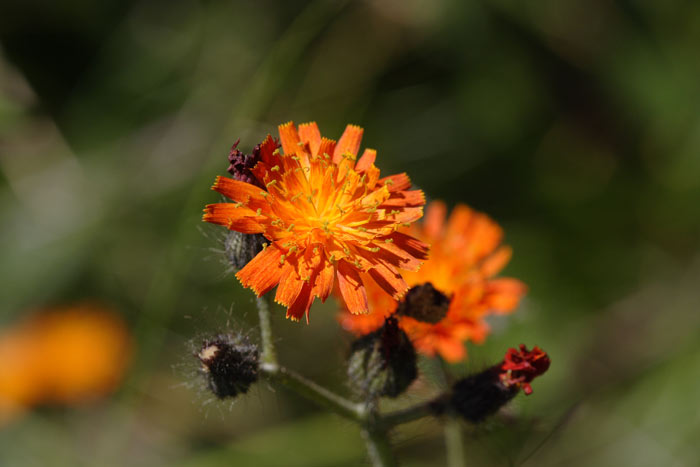 Altri fiori da identificare