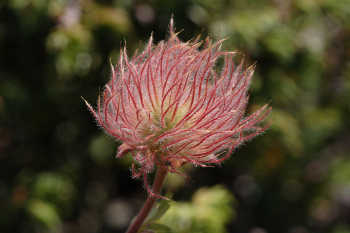 Altri fiori da identificare