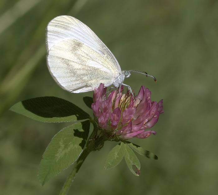 Qualche farfalla da identificare