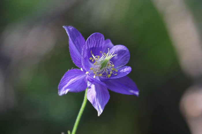 Altri fiori da identificare