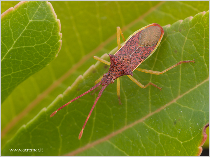 Gonocerus insidiator