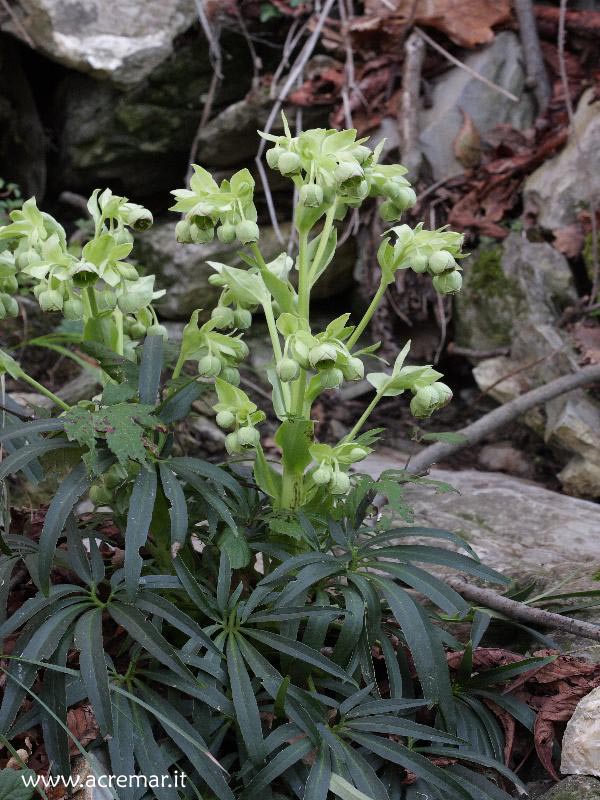 Helleborus foetidus / Elleboro puzzolente