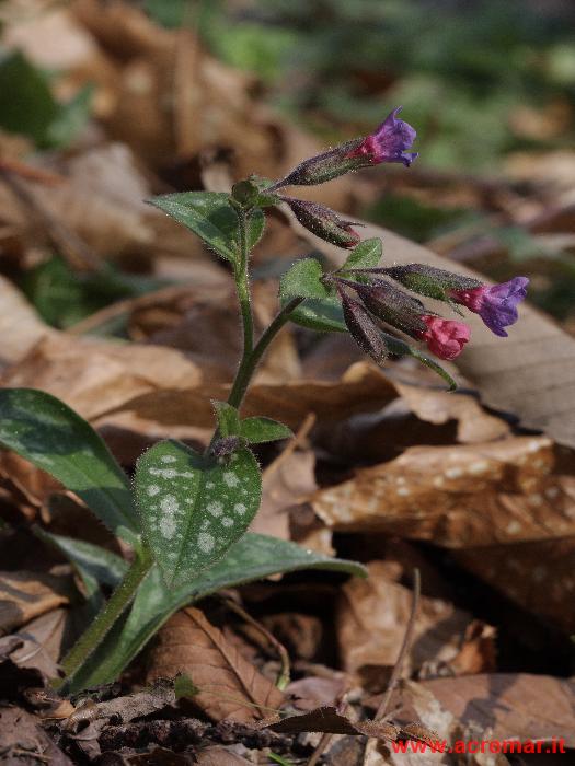 Alcuni fiori  e gemme