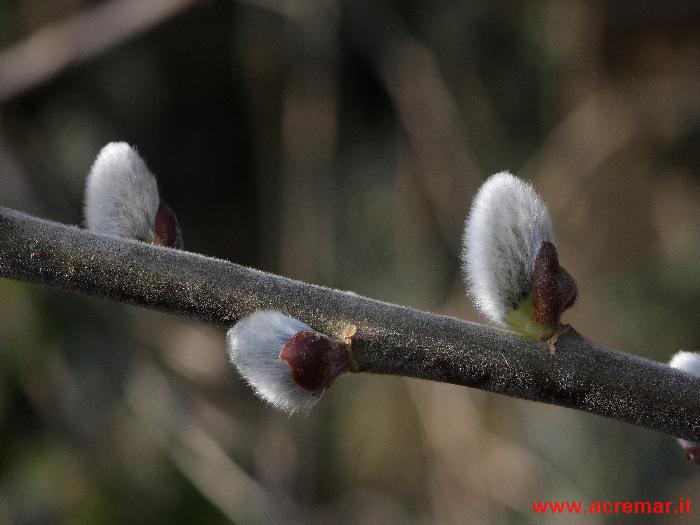 Alcuni fiori  e gemme