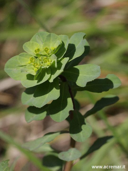 Euphorbia helioscopia / Euforbia calenzuola