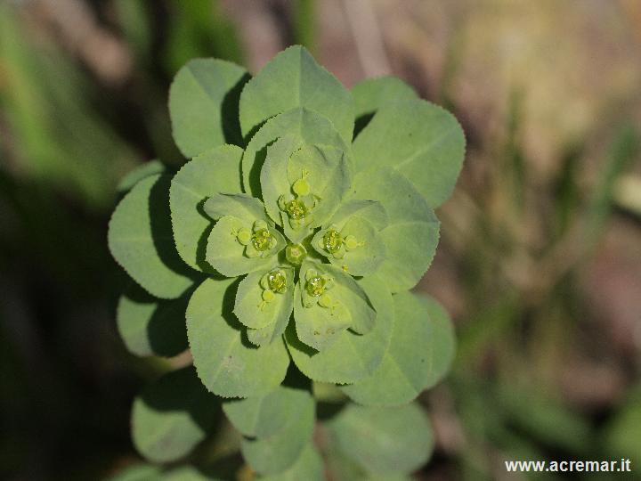 Euphorbia helioscopia / Euforbia calenzuola