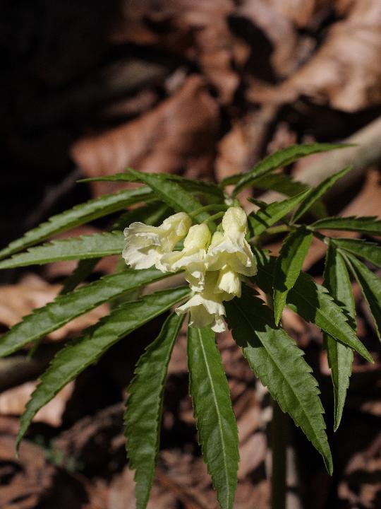 Caradamine cfr kitaibelii