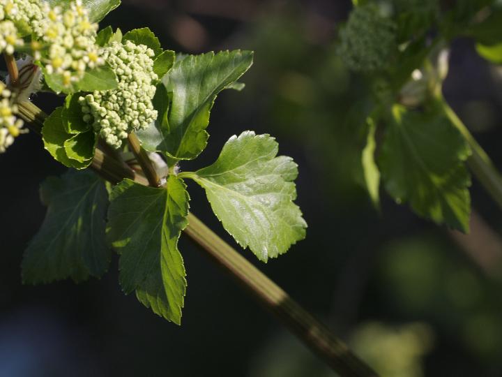 Smyrnium olusatrum