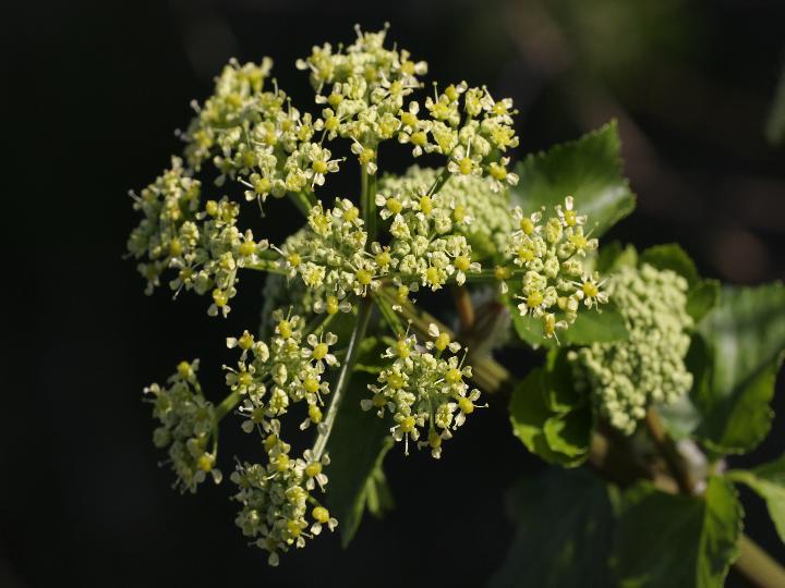Smyrnium olusatrum