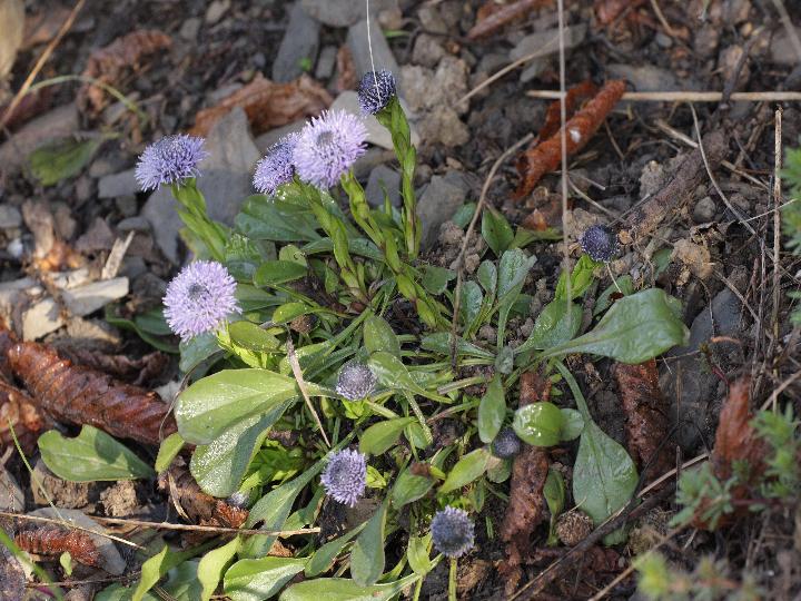 Globularia bisnagarica (=Globularia punctata) / Vedovelle dei prati