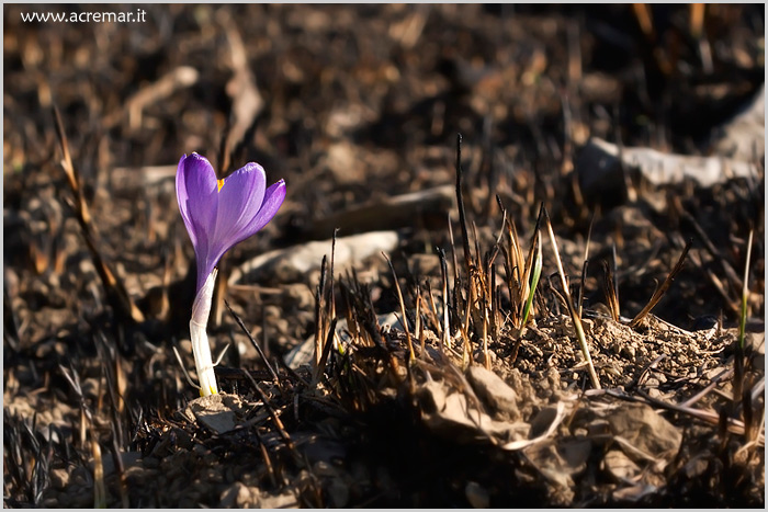 Dopo il fuoco ....