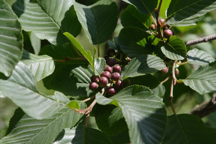 Atadinus alpinus (= Rhamnus alpina) / Ranno alpino