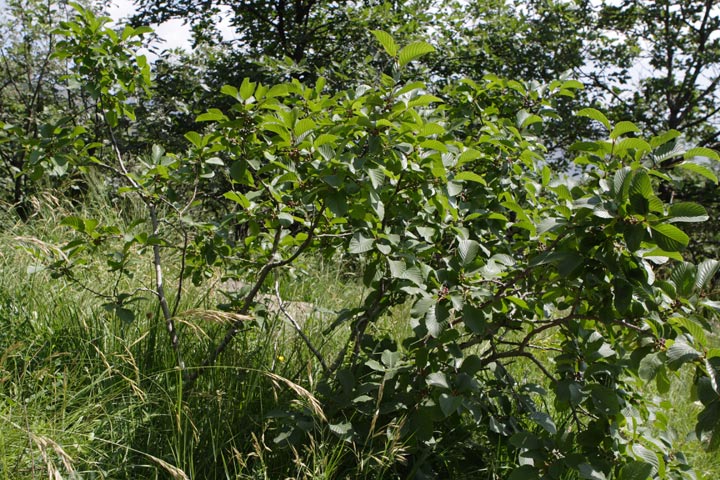 Atadinus alpinus (= Rhamnus alpina) / Ranno alpino
