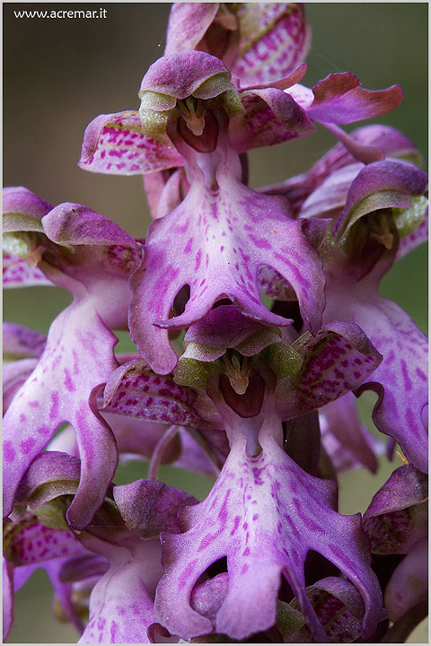 barlia robertiana