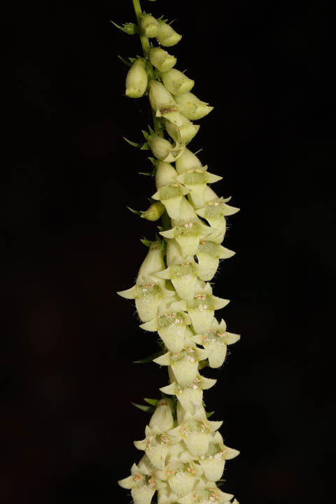 Fiori e piante tra 1000 e 1100 m