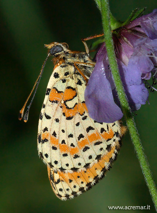 Una melitaea al risveglio .....
