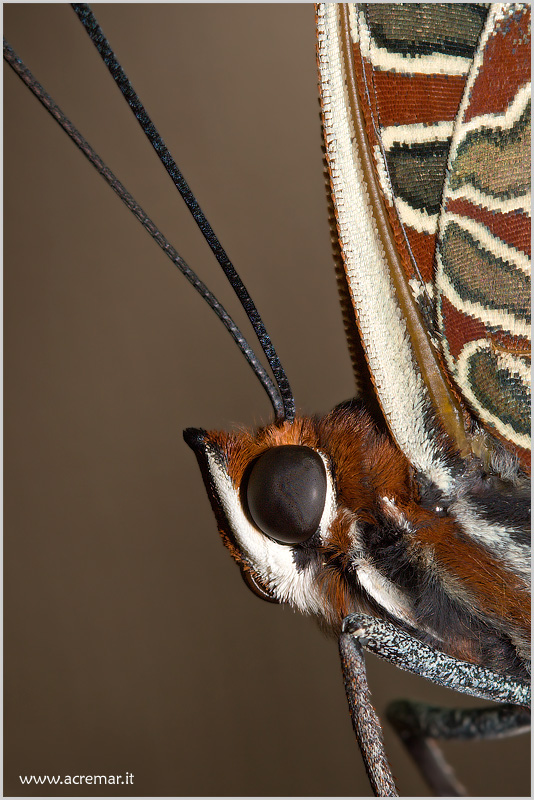 Charaxes jasius .... da molto vicino