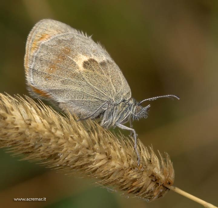 Coenonympha pamphilus