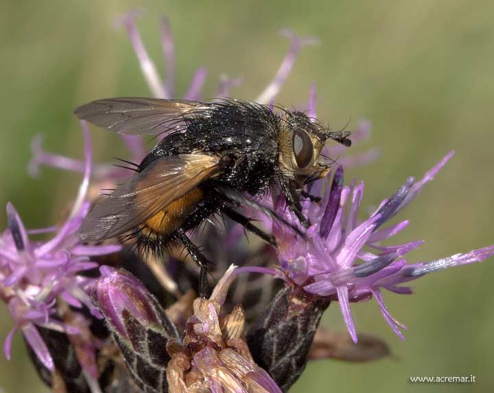 mosca ?