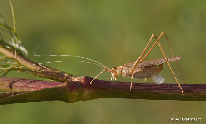 Tylopsis liliifolia con spermatofora