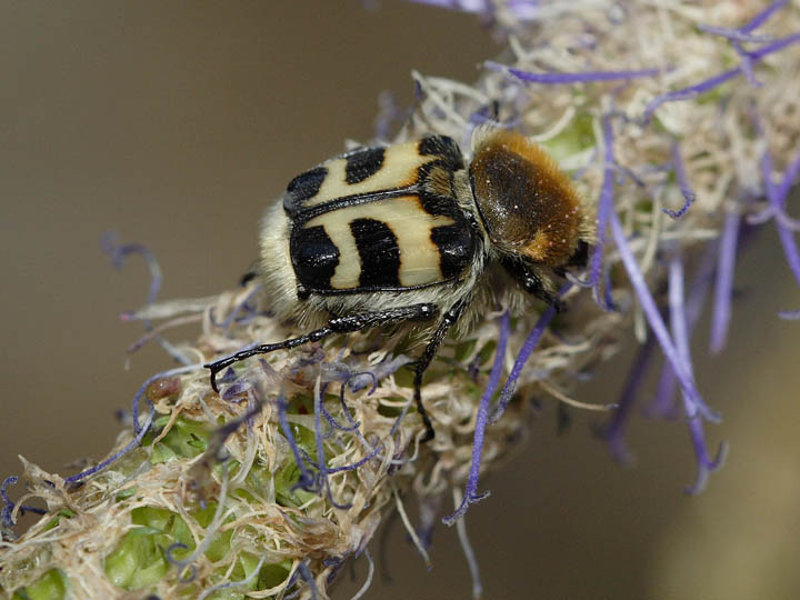 Trichius fasciatus