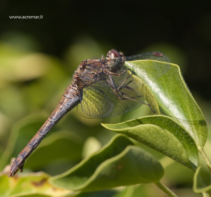 Sympetrum striolatum