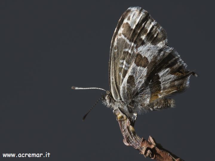 Satyrium?