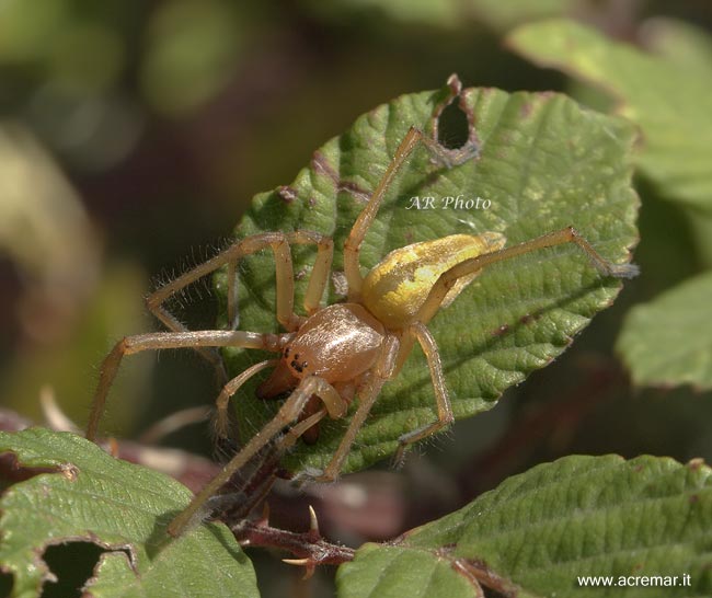 Cheiracanthium sp.