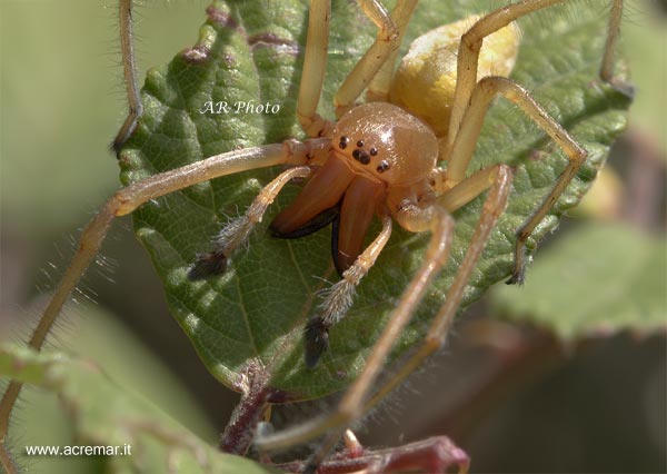 Cheiracanthium sp.