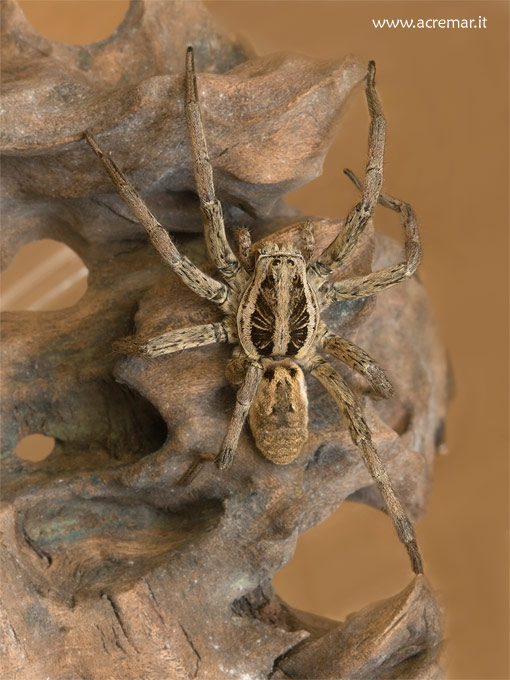 Hogna radiata