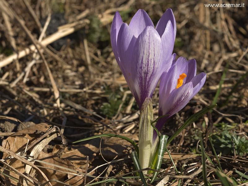 E'' zafferano? Crocus neapolitanus