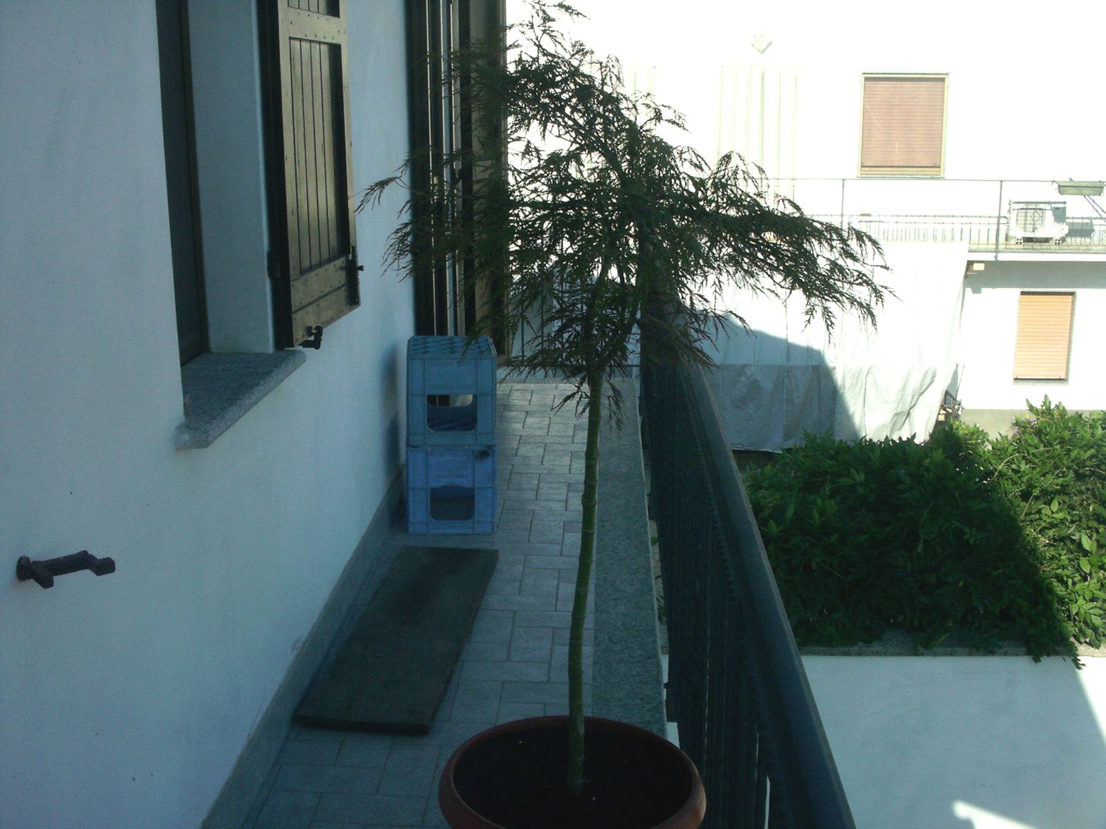 Acer sp. / Acero