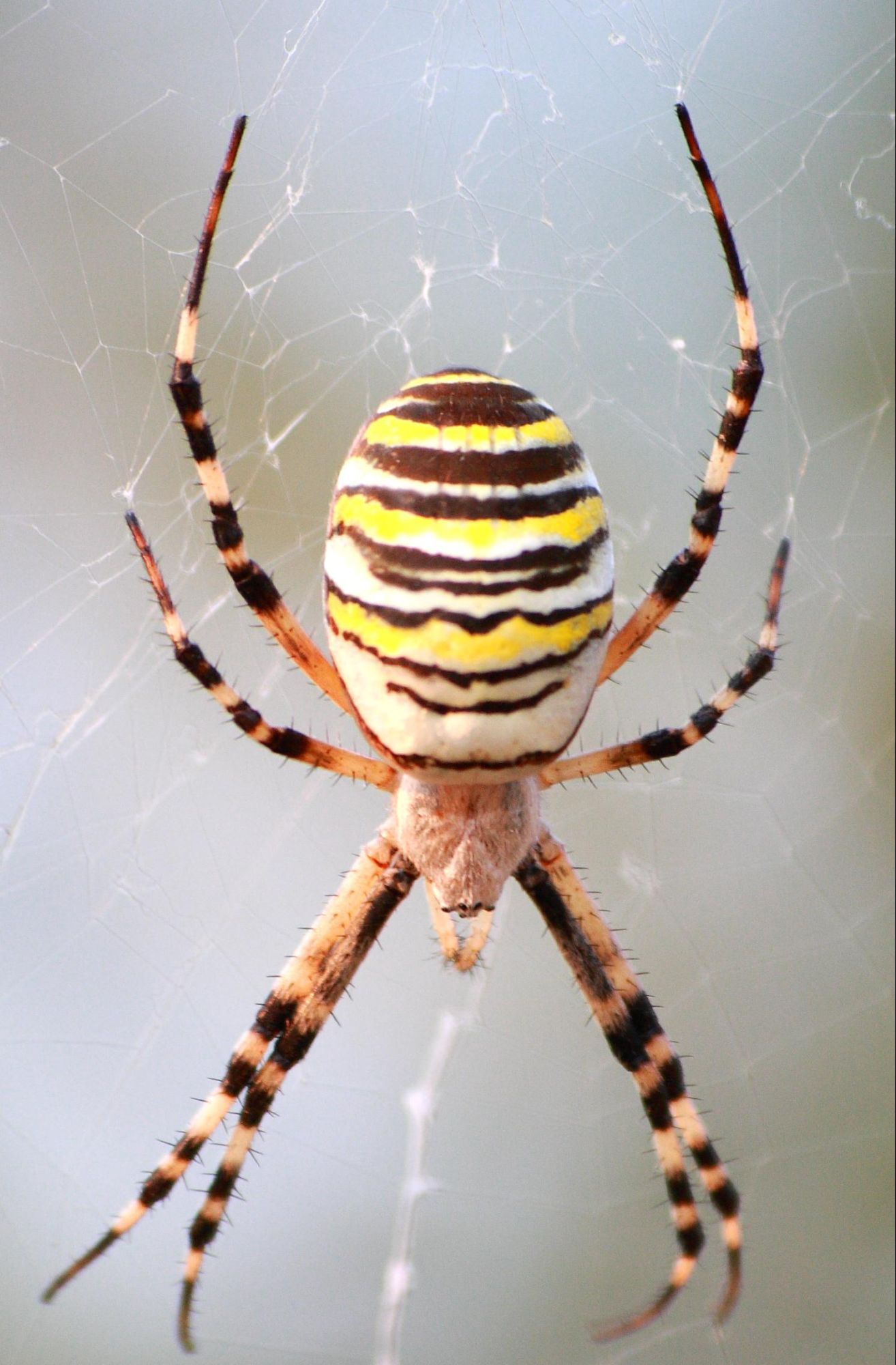 Ennesimo Argiope Bruennichi