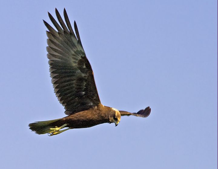 Falco di Palude a Bentivoglio