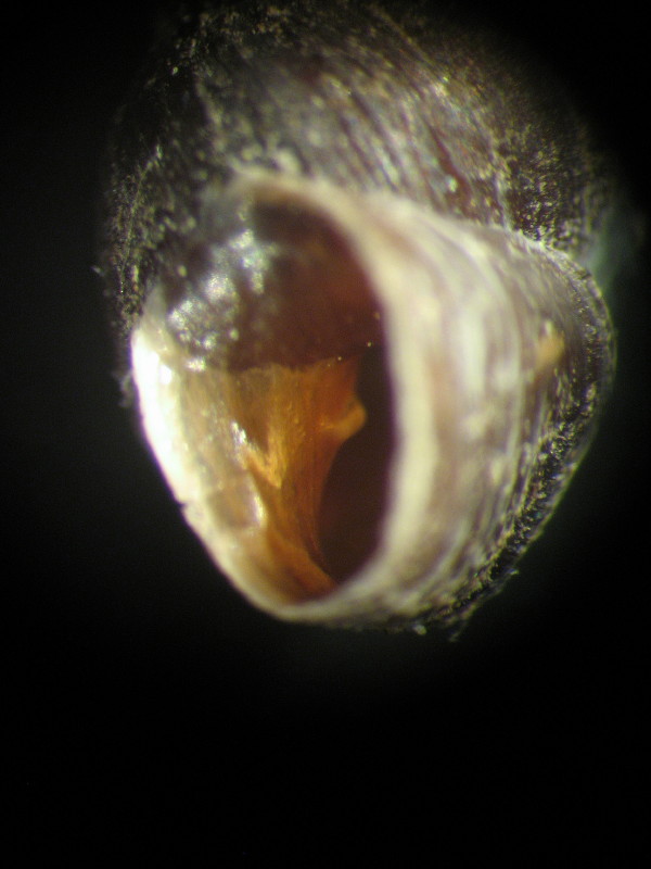 Chondrina oligodonta(Del Prete, 1879) Lista Rossa Europea