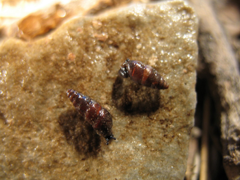 Chondrina oligodonta(Del Prete, 1879) Lista Rossa Europea