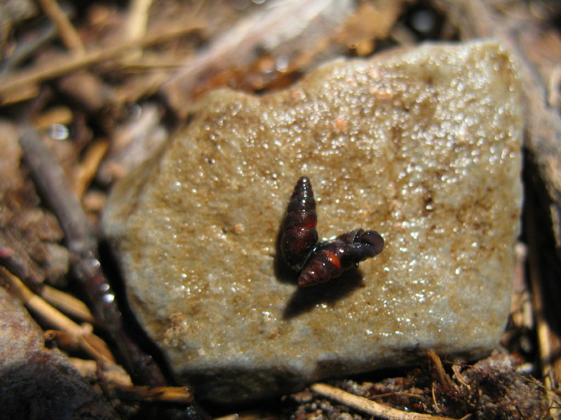 Chondrina oligodonta(Del Prete, 1879) Lista Rossa Europea