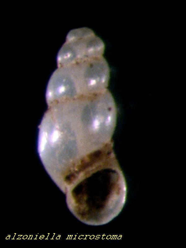 Alzoniella microstoma