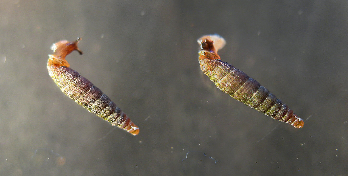 Clausilia (Clausilia) rugosa pinii Westerlund, 1878