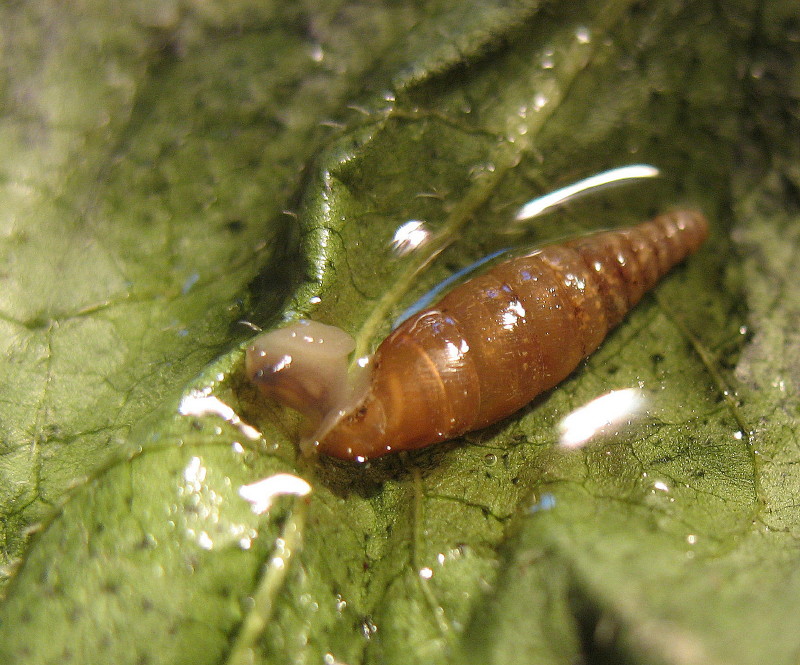 Cochlodina (Cochlodinastra) comensis lucensis