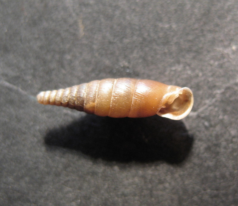 Cochlodina (Cochlodinastra) comensis lucensis