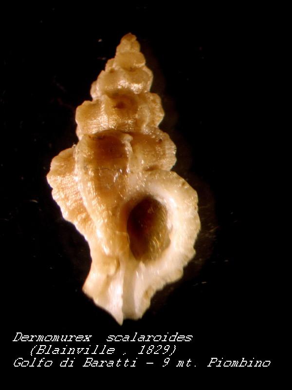 Dermomurex  (Dermomurex) scalaroides