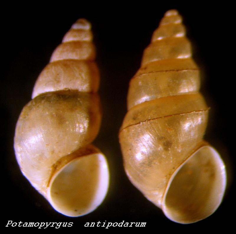 Potamopyrgus antipodarum  (Gray , 1843)